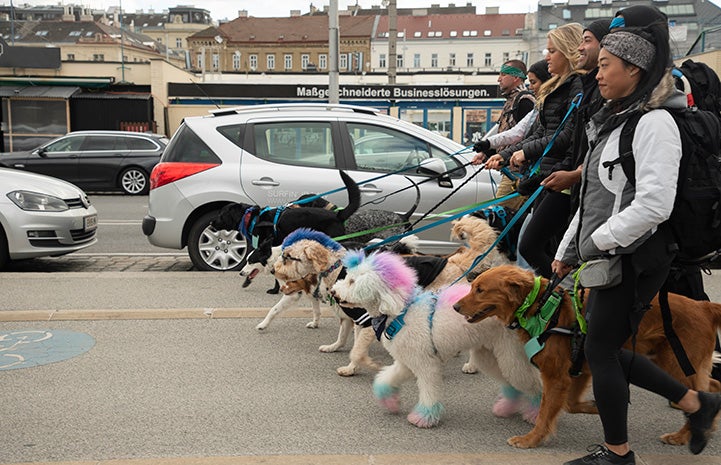 Contestants from The Pack show walking dogs in a row
