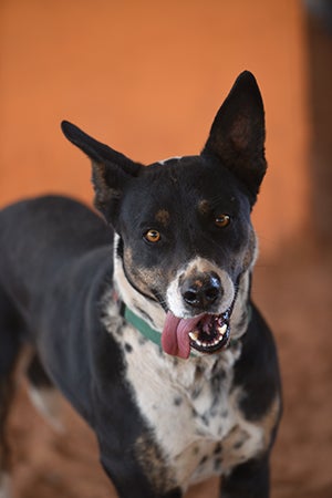 Wyatt, a black and white cattle dog, looking at the camera with his tongue out