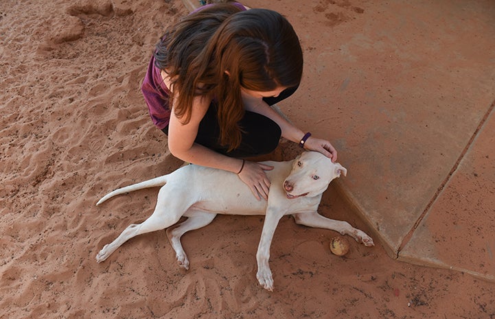Ever, a white pit bull terrier type puppy with bowed legs, lying on the ground being petted by a woman