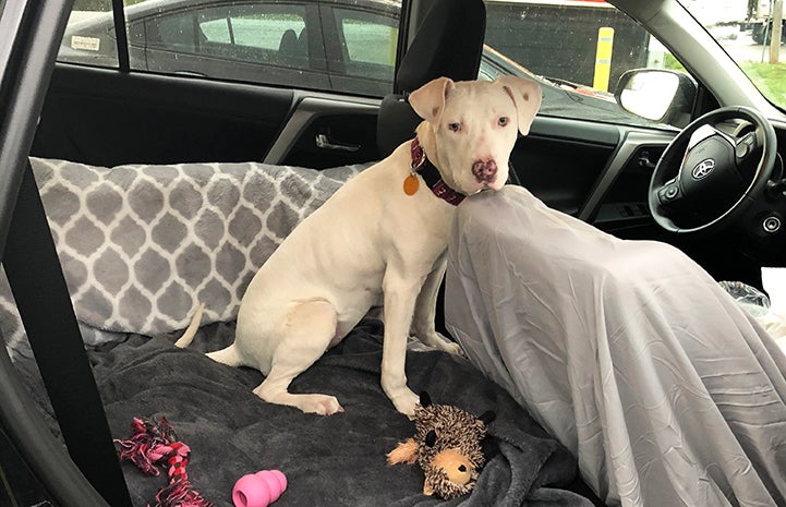 Ever, a white pit bull terrier type puppy with bowed legs, in a car