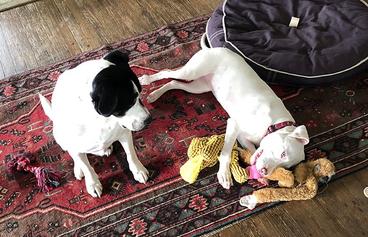 Ever, a white pit bull terrier type puppy with bowed legs, has fit right in with her canine siblings