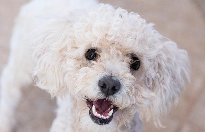Addison, a white poodle mix dog