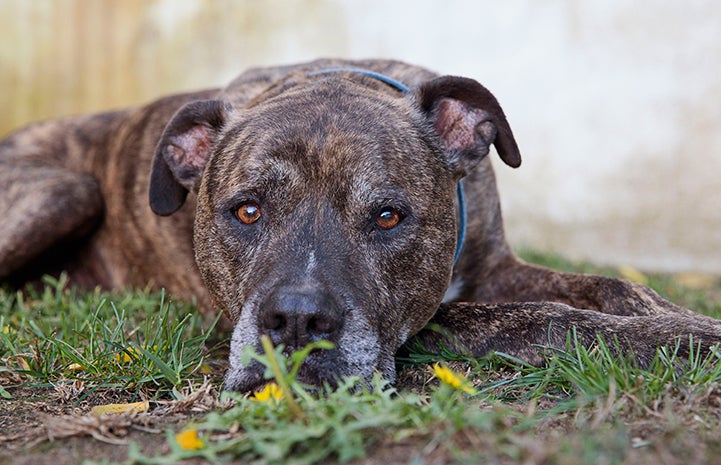 Chico, a brindle pit bull terrier type dog, lying down on the grass