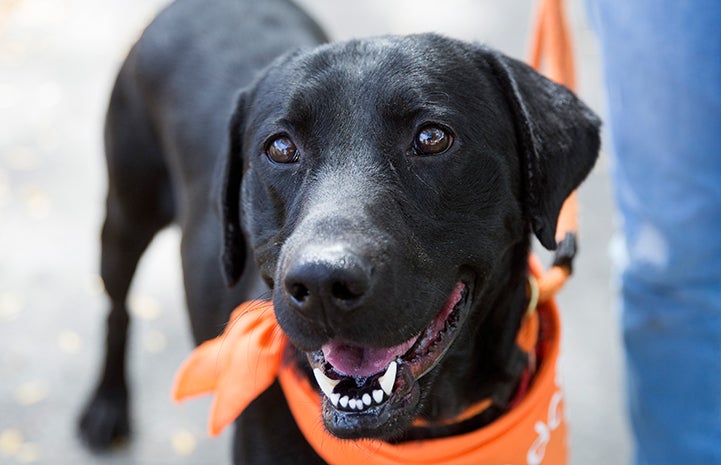 Trabieso, a black Labrador type dog, wearing an orange bandana