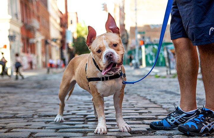 A tan and white pit bull terrier type dog with his tongue out on a leash