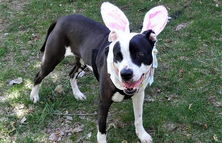 Jessie sporting her Easter bunny ears