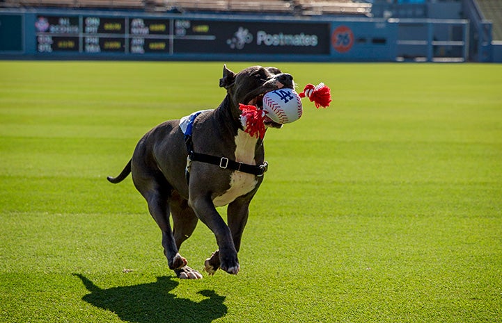 Tyson the dog retrieving a ball at Dodger Stadium