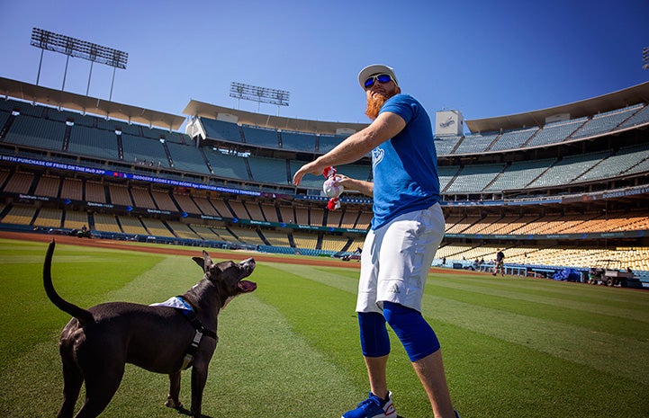 L.A. Dodgers baseball player Justin Turner ready to throw a ball for Tyson the dog