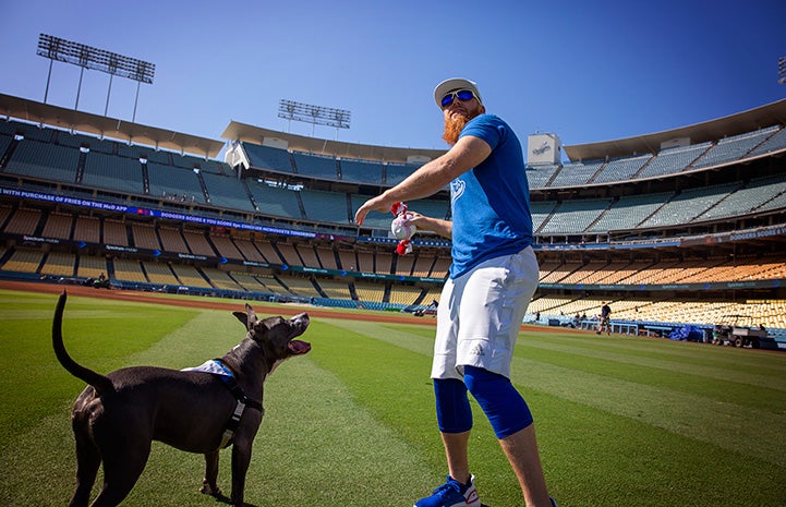 A dog wearing a Los Angeles Dodgers jersey is seen in a car at the Dodger  Day Drive-Thru at Belvedere Park, Tuesday, June 30, 2020, in Los Angeles.  The event was hosted