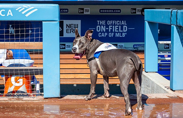Tyson the dog at the L.A. Dodgers dugout