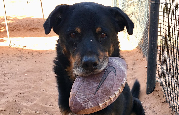 Heismann the dog holding a football in his mouth