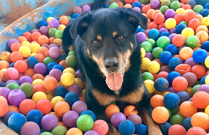 Heismann the dog in the ball pit with multicolored balls