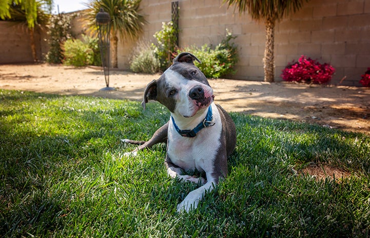 Neville the gray and white pit bull terrier lying down in some grass