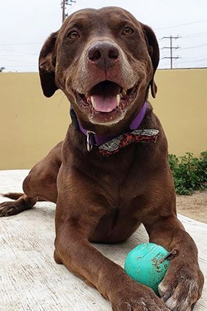 Jarvis the dog smiling and lying down with a toy ball between his two front paws