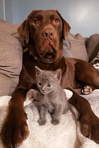 Penny the chocolate Labrador retriever with a gray kitten between her paws
