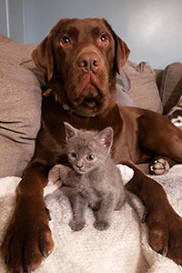 Labrador and hot sale kitten