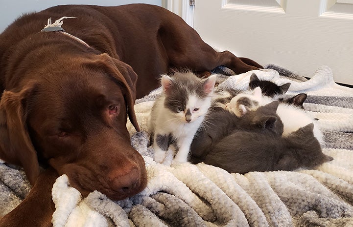 Chocolate Lab Penny lying on a blanket next to a litter of foster kittens