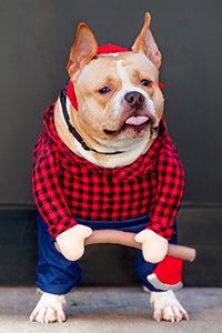 Ruthie the dog wearing a lumberjack costume for Halloween