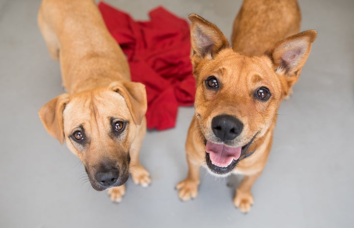 Ann Perkins the dog with her friend, Hera, at the Best Friends Pet Adoption Center in Atlanta
