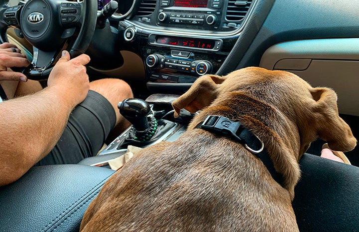 Buddy the dog sitting in the passenger seat of a car going for a ride