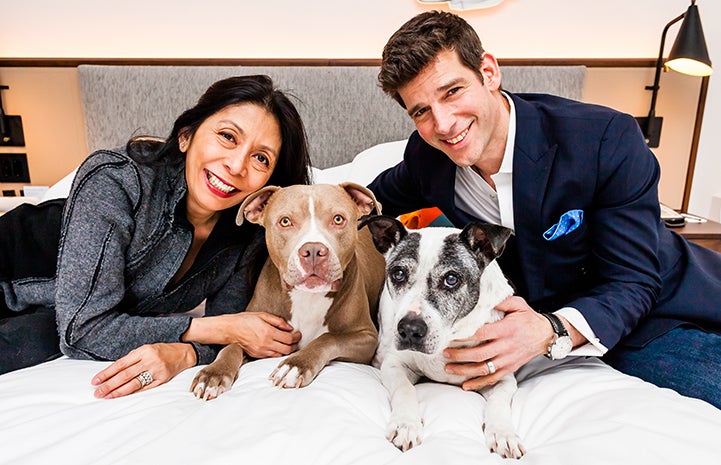 Patrick and Mayda, with their prior dog and Micky their newly adopted brown and white pit bull terrier type dog, lying on a bed at The James NoMad in New York City