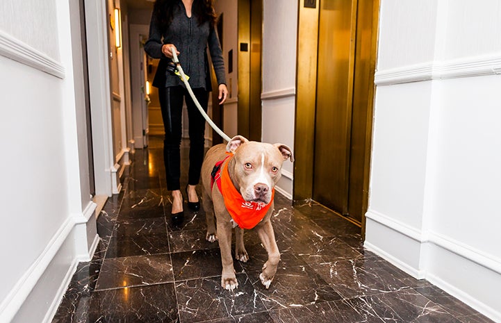 A woman walking Micky, a brown and white pit bull terrier type dog, down a hallway at The James NoMad in New York City