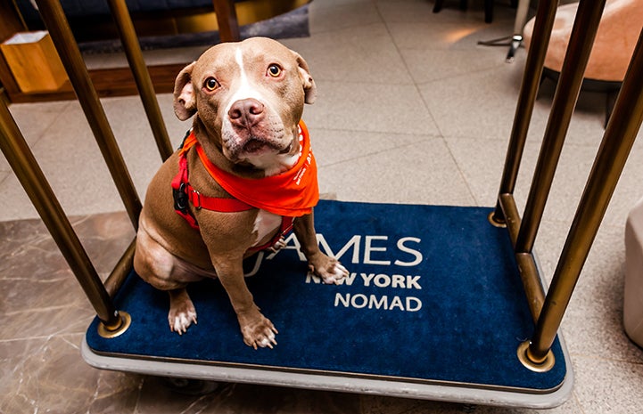 Micky, a brown and white pit bull terrier type dog, on a luggage cart at The James NoMad in New York City