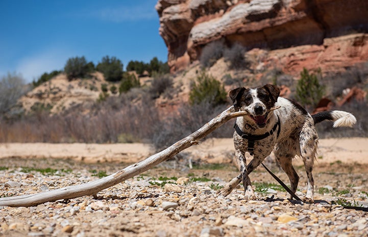 Delta the dog holding a large stick in her mouth
