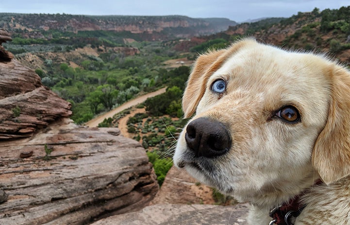 Rusty the dog with two different colored eyes with Angel Canyon scenery behind him