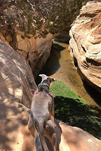 Trinity the dog looking down at a river from up on a rock cliff