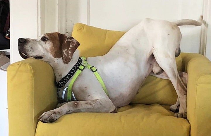 Long John Silver the dog standing/leaning in a yellow chair