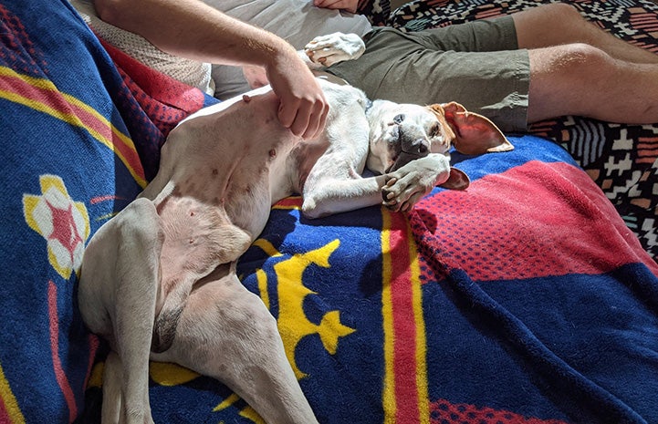 Long John Silver the dog lying upside down with a person next to him rubbing his belly