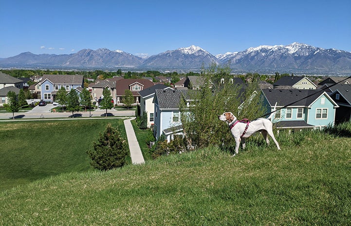 Long John Silver the dog standing on some grass with mountains in the background