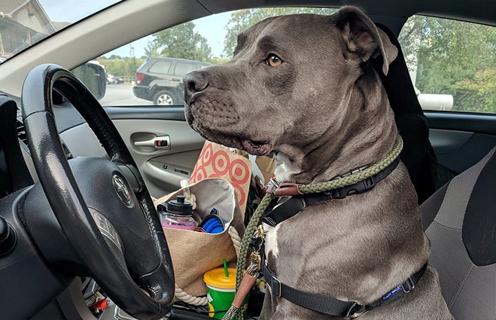 Vladimir the dog in the front seat of a car behind the steering while