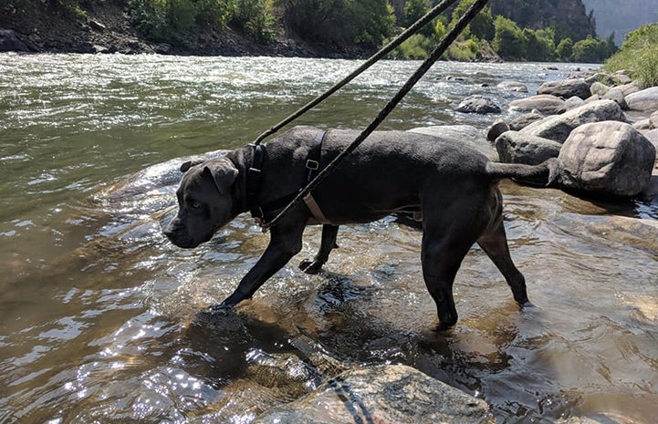 Vladimir the dog on a leash walking in a stream