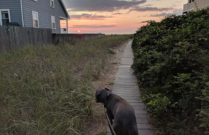 Vladimir the dog walking toward a beautiful sunset