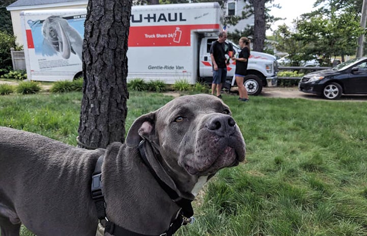 Vladimir the dog in front of the U-haul moving truck