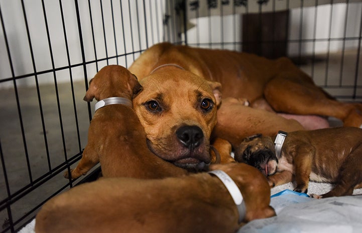The mom and her puppies received the care they needed