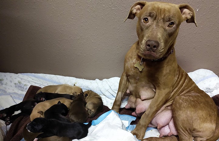 Frannie the dog with teats swollen with milk next to her puppies