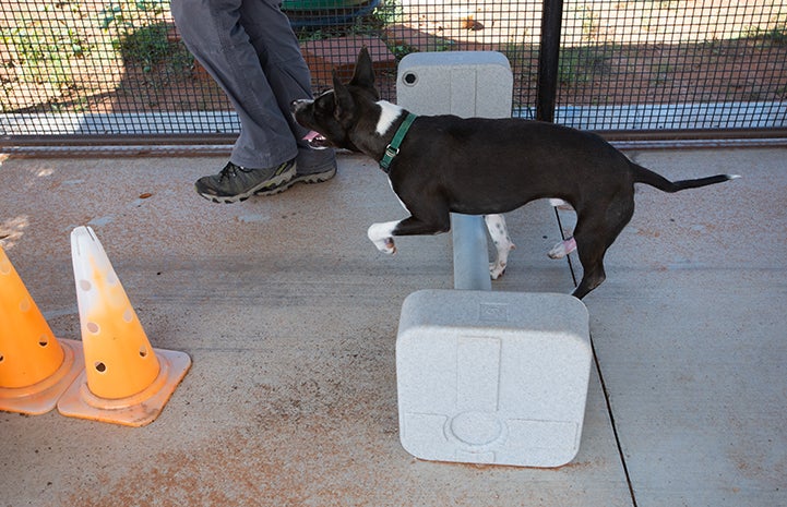Rehabilitation for Lovebug the black and white dog