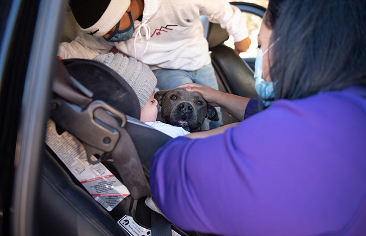 Stormy the dog in the car, with people surrounding her