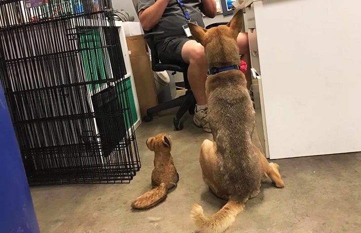 Brownie the dog sitting next to her plush stuffed fox