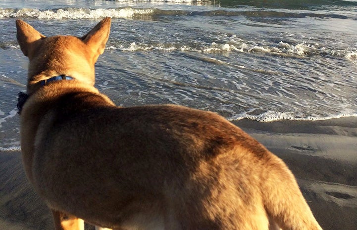 Brownie the dog looking at the water at a beach