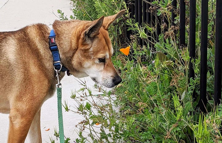 Brownie the dog at a fence looking at some foliage and flowers