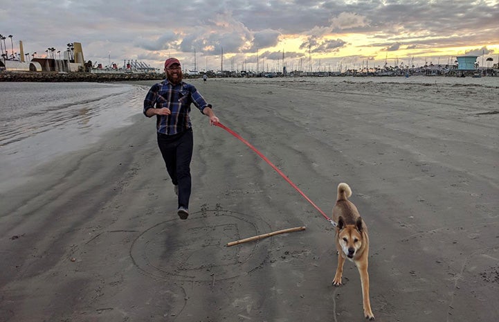 Brownie the dog running on a leash at a beach with a man