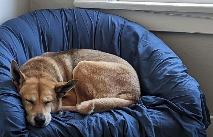 Brownie the dog sleeping on a chair covered in a blue sheet