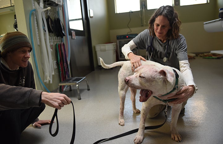 Skully the dog's treatment included two surgeries at the Best Friends Animal Clinic