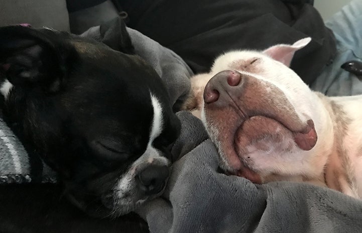 Skully the dog sleeping next to Taylor the Boston terrier