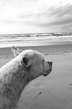 Skully the dog enjoying time at the beach