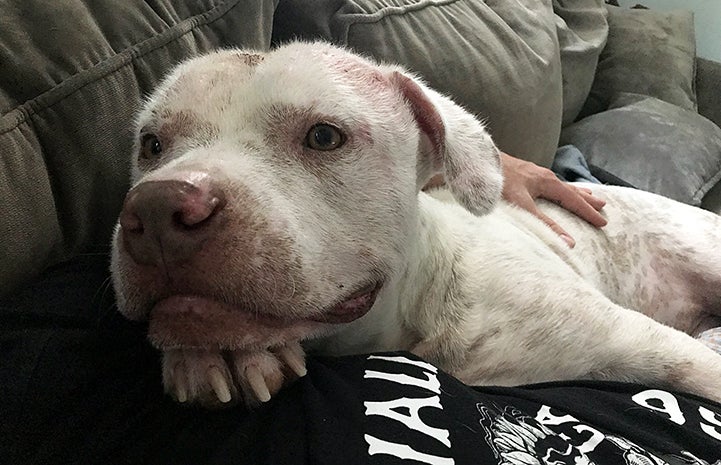 Skully the dog was adopted into a family able to care for his special medical needs